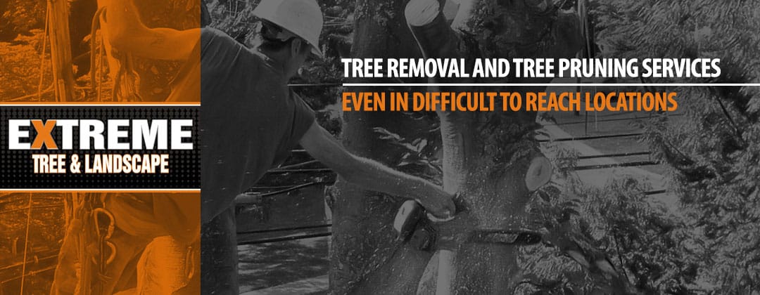Tree removal and tree pruning services even in difficult to reach locations