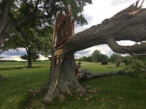 Tree Failure